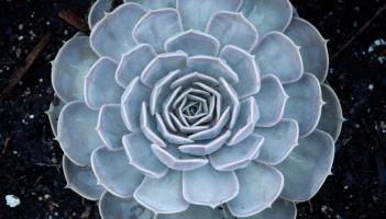 ¿Como suena lo nuevo de Tangerine Flavour?