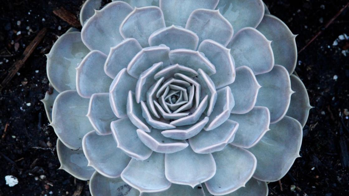 ¿Como suena lo nuevo de Tangerine Flavour?